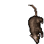 Young Giant Rat
